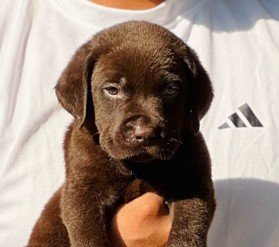 Buy Male Labrador Retriever  Puppy from Bangalore